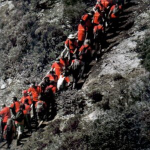 andalas de libertade (dvd)