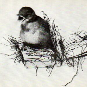 si è aperto il guscio del cielo sui nodi di un filo nero / maria lai [cartolina]